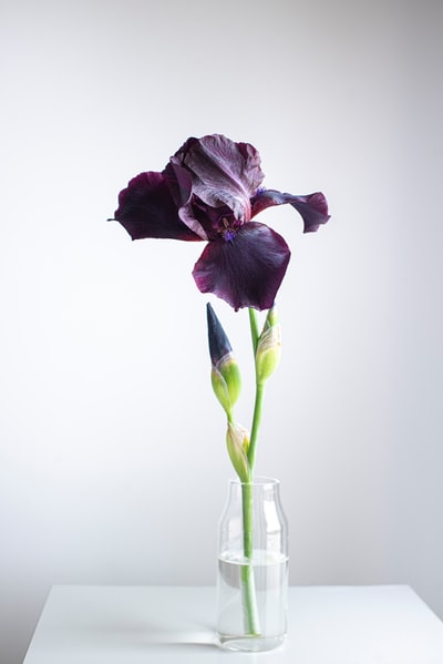 透明玻璃花瓶中的紫色花朵